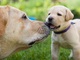 Fabulosos cachorros labrador para adopción.