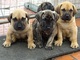 Fantásticos cachorros de Presa Canario para su adopción....ad - Foto 1
