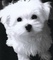 Hermosos cachorros bichon malteses para adopción..,wd - Foto 1