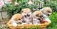 Hermosos cachorros de akita - Foto 1