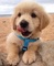 Hermosos cachorros de golden retriever para adopción....hp - Foto 1