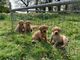 Hermosos cachorros de Labrador para adopción! - Foto 1