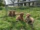 Hermosos cachorros de labrador para adopción!