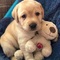 Hermosos cachorros labrador para regalo - Foto 1