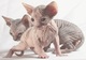Hermosos gatitos sphynx para adopción.., - Foto 1
