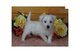 Impresionantes bebés west highland white terrier