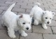 Increíbles cachorros westie para regalo.....ty