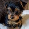 J yorkshire terrier para venta - Foto 1