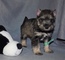 Lindos cachorros de Schnauzer miniatura para adopción, - Foto 1