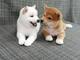 Lindos cachorros de shiba inu - Foto 1