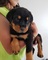 Lindos cachorros rottweiler en adopción - Foto 1