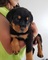 Lindos cachorros rottweiler en adopción