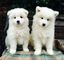 Lindos cachorros samoyedo en adopción