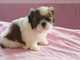 Lmmm Preciose Shih Tzu - Foto 1