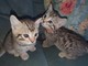Los gatitos machos y hembras de Bengala ahora - Foto 1