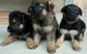 Magníficos cachorros de pastor alemán para regalo,,,gd - Foto 1
