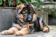 Magníficos cachorros de pastor alemán para regalo..mh - Foto 1