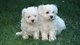 Mini toy cachorros bichon maltes