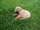 Pmmm excelente cachorros shar pei