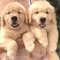 Preciosos cachorros de golden retriever para regalo.....hd