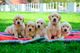 Preciosos cachorros de golden retriever para regalo.....the - Foto 1