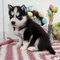 Preciosos cachorros de husky siberiano para adopción...,,...wtt - Foto 1