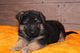 Preciosos cachorros de pastor alemán disponibles para regalo...ud - Foto 1