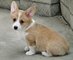 Preciosos cachorros Pembroke Welsh Corgi para Rehoming - Foto 1