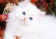 Preciosos gatitos persas para adopción,,,,,lk - Foto 1