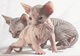 Preciosos gatitos sphynx para regalo,,,,,......ymc - Foto 1