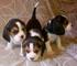 Regalo cachorros beagle hembra y macho,