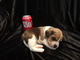 Regalo Cachorros Beagle hembra y macho, - Foto 2