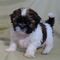 Regalo cachorros shih tzu,