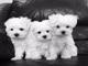Regalo Mini Toy Cachorros Bichon Maltes para su adopcion - Foto 2