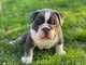 Snn Excelente bulldog ingles cachorros - Foto 1