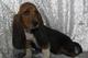 Son cachorros de Basset Hound - Foto 1