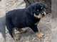 Sssd excelente cachorros rottweiler