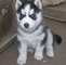 T cachorro husky siberiano