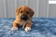 Tenemos hermosos cachorros de rhodesian ridgeback