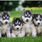 V husky siberiano en venta - Foto 1