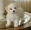 Xs Bichon maltés inteligentes para venta - Foto 1