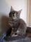 4 gatitos de pura raza Maine Coon a la venta - Foto 1