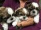 Adorable cachorros de shih tzu mini toy +34 634 02 25 05