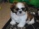 Adorable Cachorros de Shih Tzu Mini Toy +34 634 02 25 05 - Foto 2