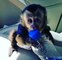 Adorable regalo del mono capuchino