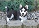 Cachorro de husky siberiano disponible - Foto 1