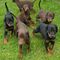 Cachorro Doberman Pinscher disponible - Foto 1