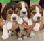 Cachorros beagles de tres colores en venta