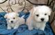 Cachorros bichon maltés sanos para adopción....jl