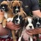 Cachorros boxer en venta